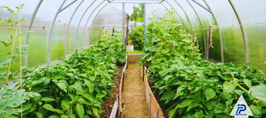 Key Benefits of Horticultural Perlite in Commercial Greenhouse Operations - Perlite Horticultural perlite supporting plants in a greenhouse.